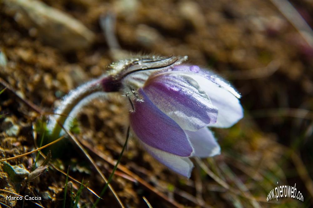 04_Anemone primaverile.JPG